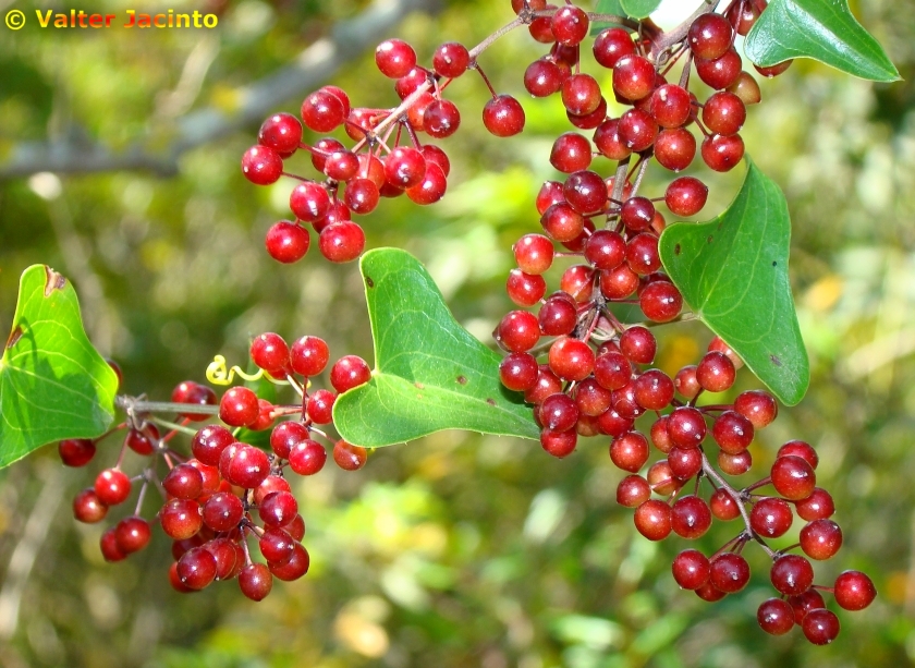 Common Smilax